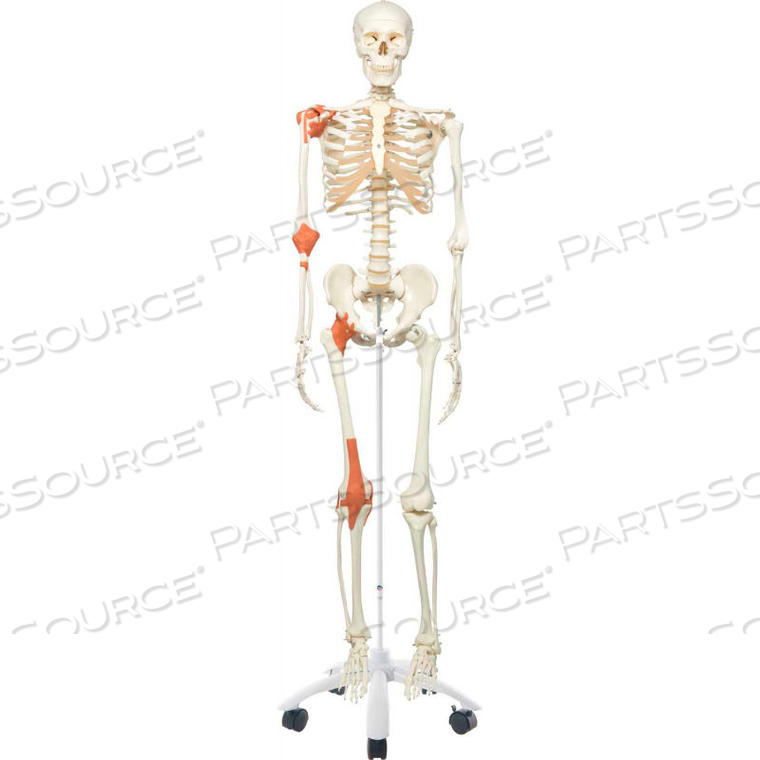 ANATOMICAL MODEL: LEO THE LIGAMENT SKELETON W/PELVIC ON ROLLER STAND by Fabrication Enterprises