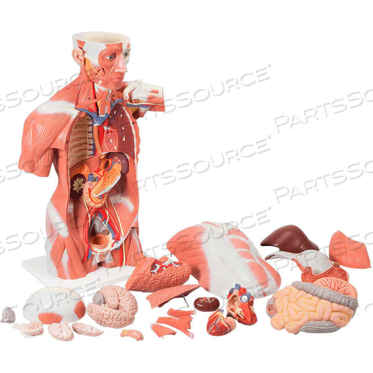 ANATOMICAL MODEL: LIFE SIZE MUSCLE TORSO, 27-PART by Fabrication Enterprises