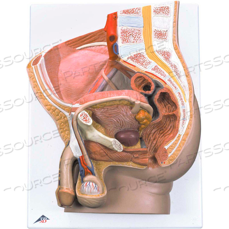 ANATOMICAL MODEL: MALE PELVIS, 2-PART by Fabrication Enterprises