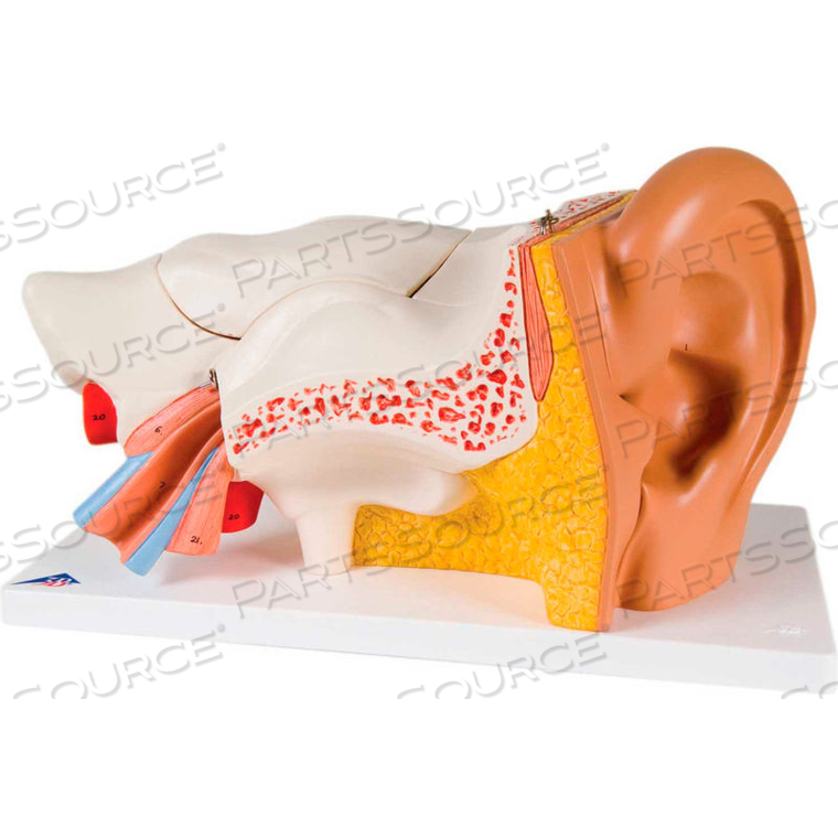 ANATOMICAL MODEL: EAR, 6 PART CLASSIC (3X SIZE) by Fabrication Enterprises