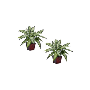 SILVER QUEEN SILK PLANT (SET OF 2) by Nearly Natural