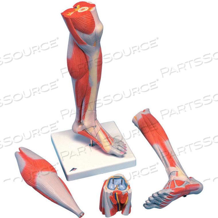 ANATOMICAL MODEL: LIFE SIZE LOWER MUSCLE LEG WITH DETACHABLE KNEE, 3-PART by Fabrication Enterprises